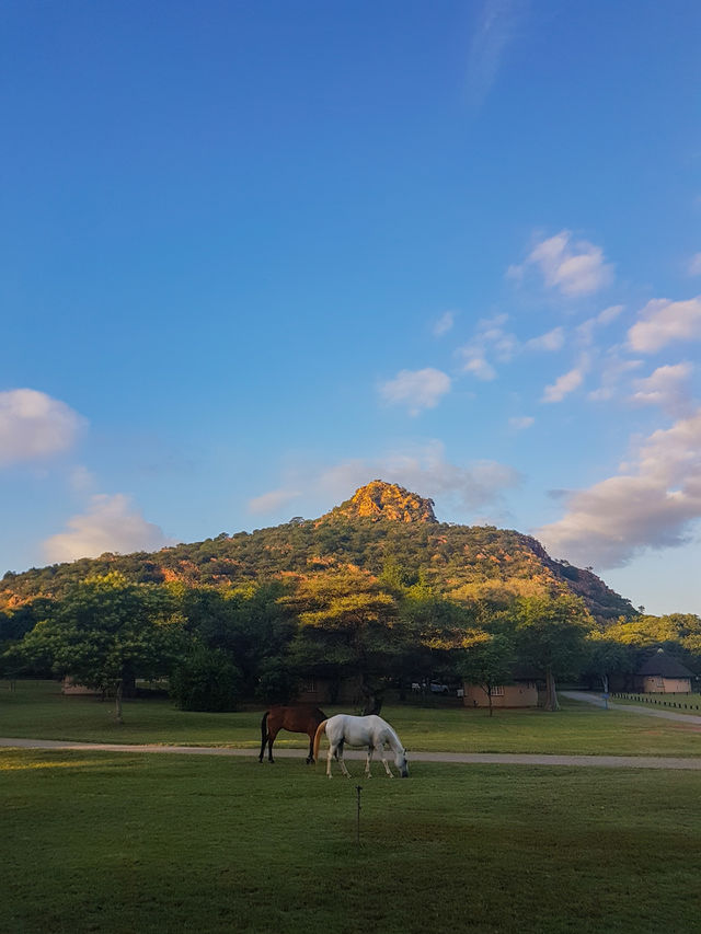 horses at sunrise