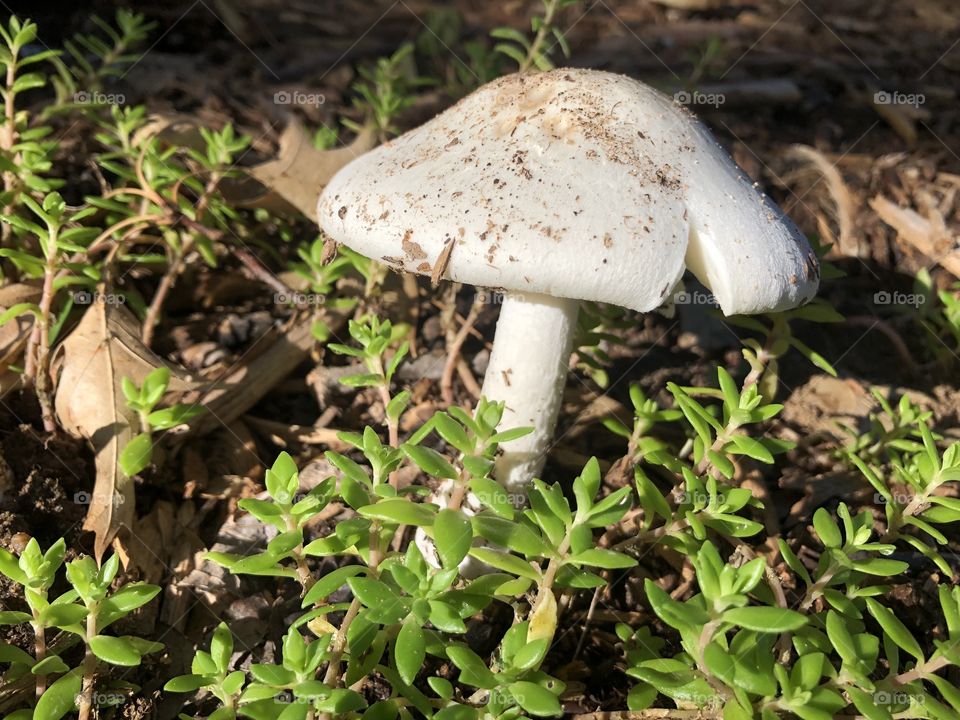 Toad stool growth