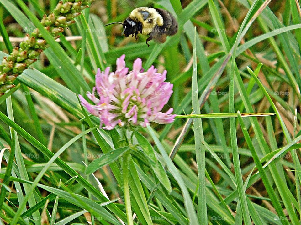 The glorious Mother Nature - Bumblebee (genus Bombus) hovering over a clover flower