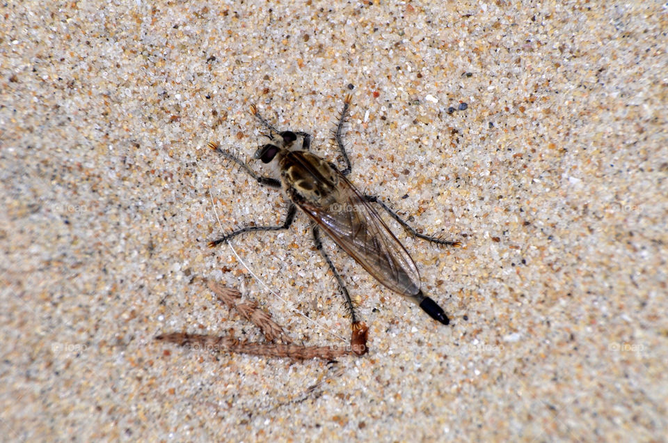 beach eye sand wing by hkjohan