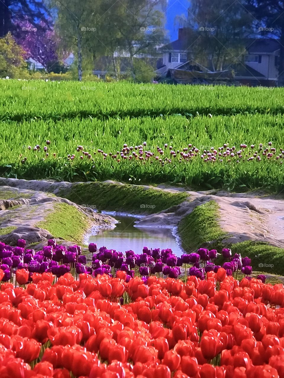Tulip Gardens 
