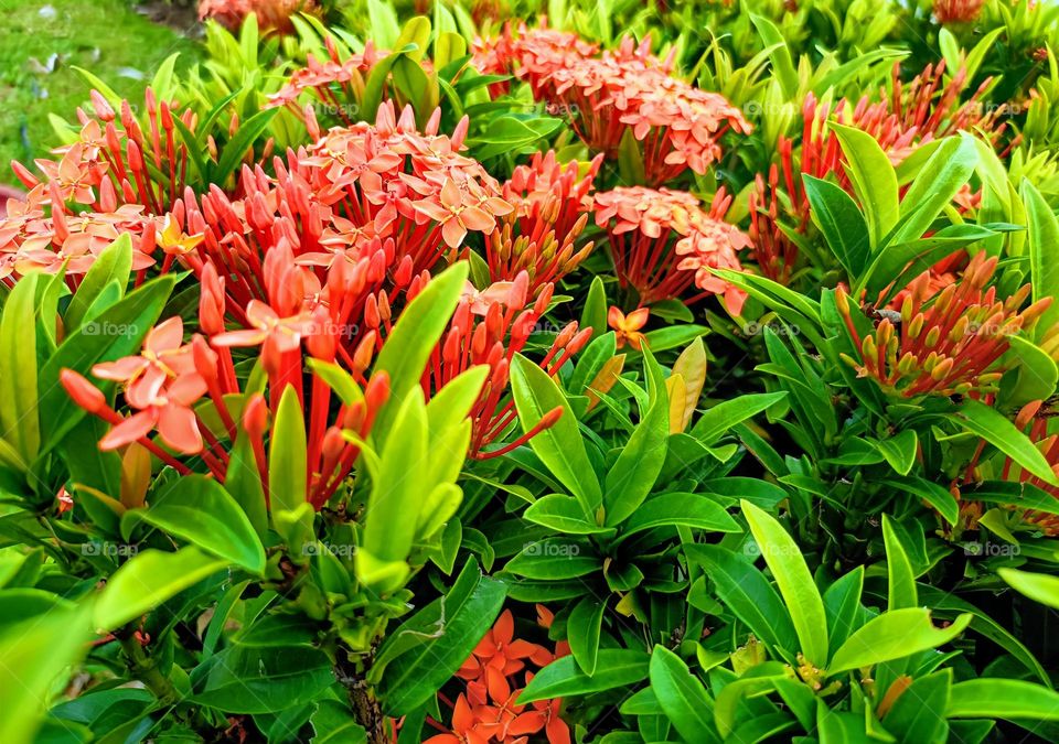 Ixora flowers blossom.