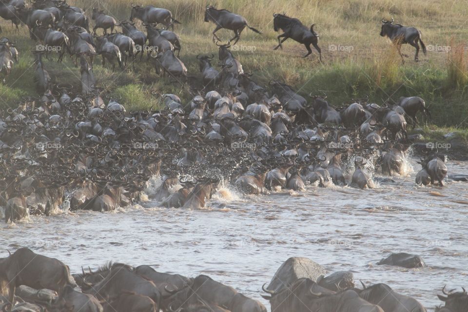 Wildebeest migration in kenya