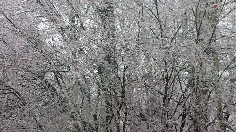 Ice tree