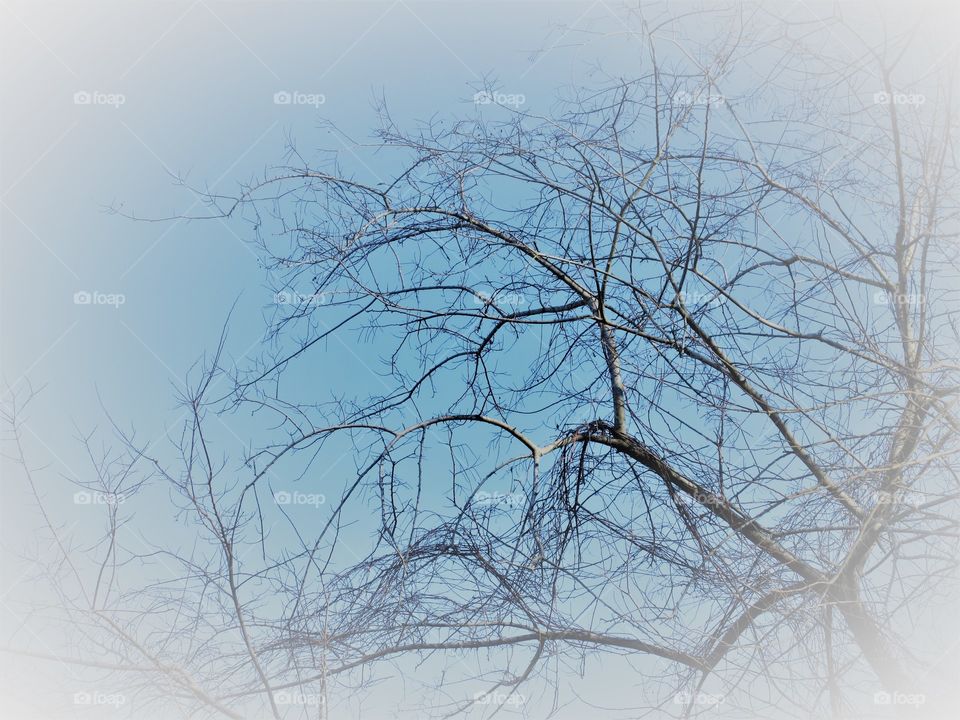 mystic branches