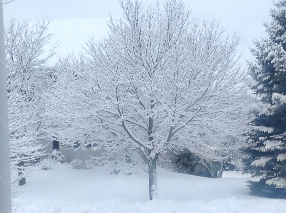 Snowfall trees