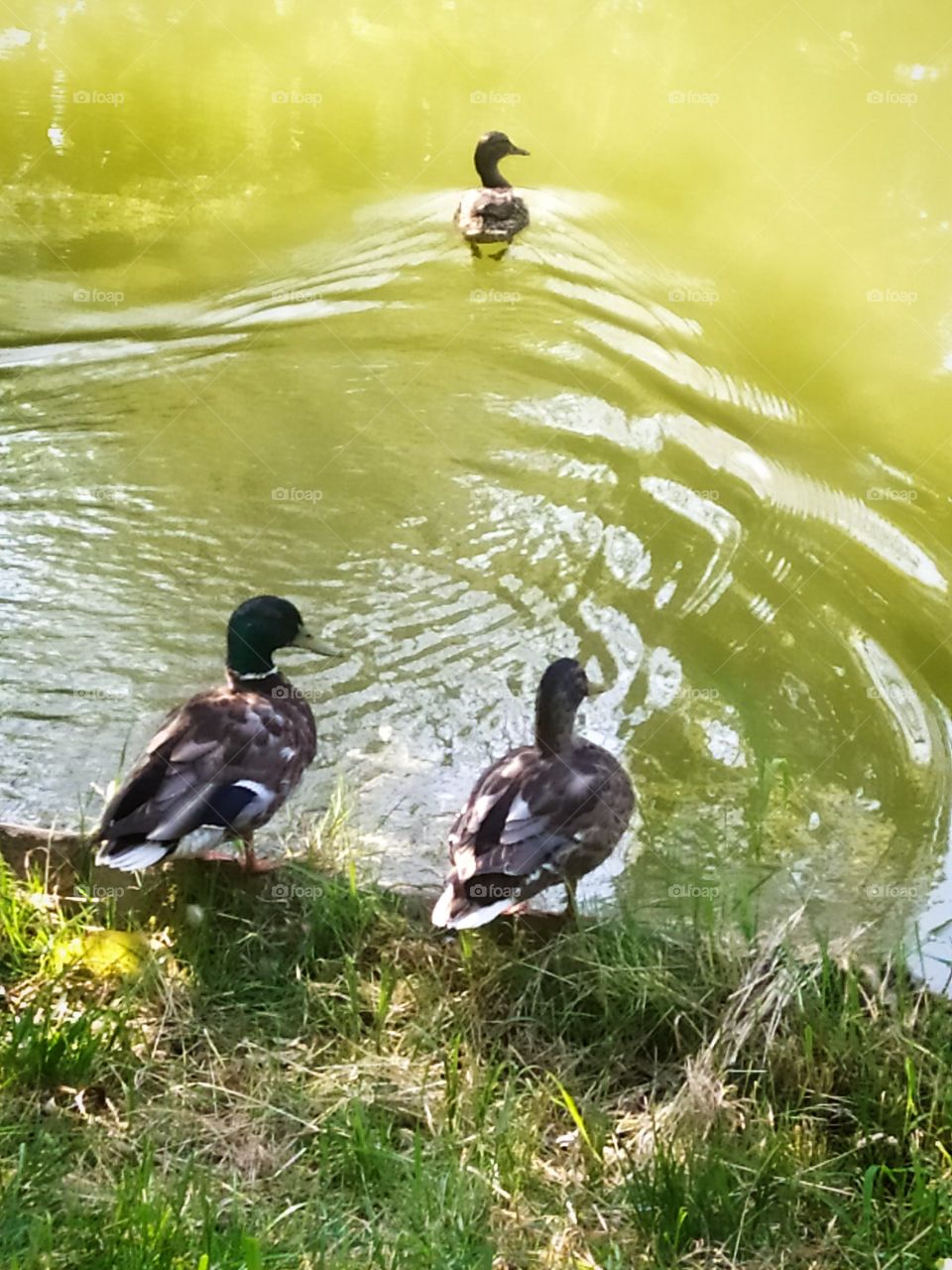 Two ducks stand on the shore and watch the third duck swim away