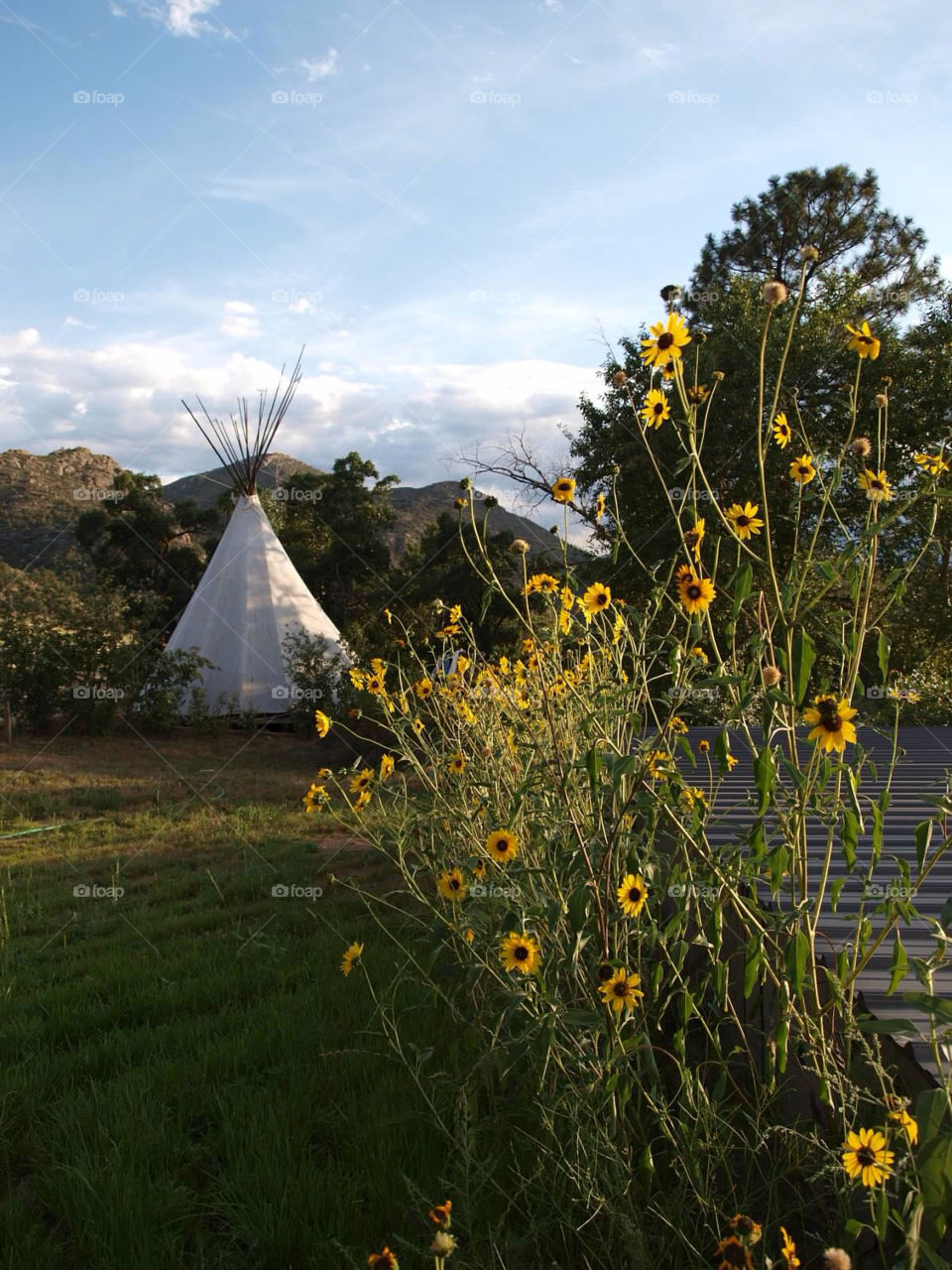river sunflower colorado teepee by ezdrossi
