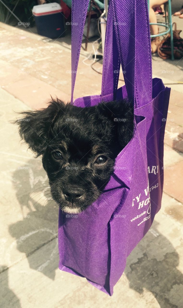 Pup in Bag