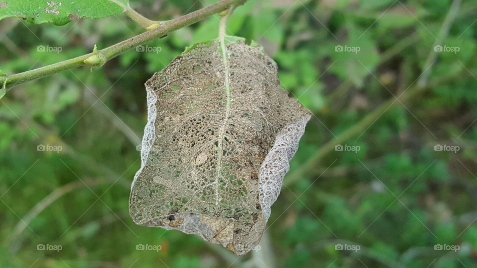 Leaf skeleton