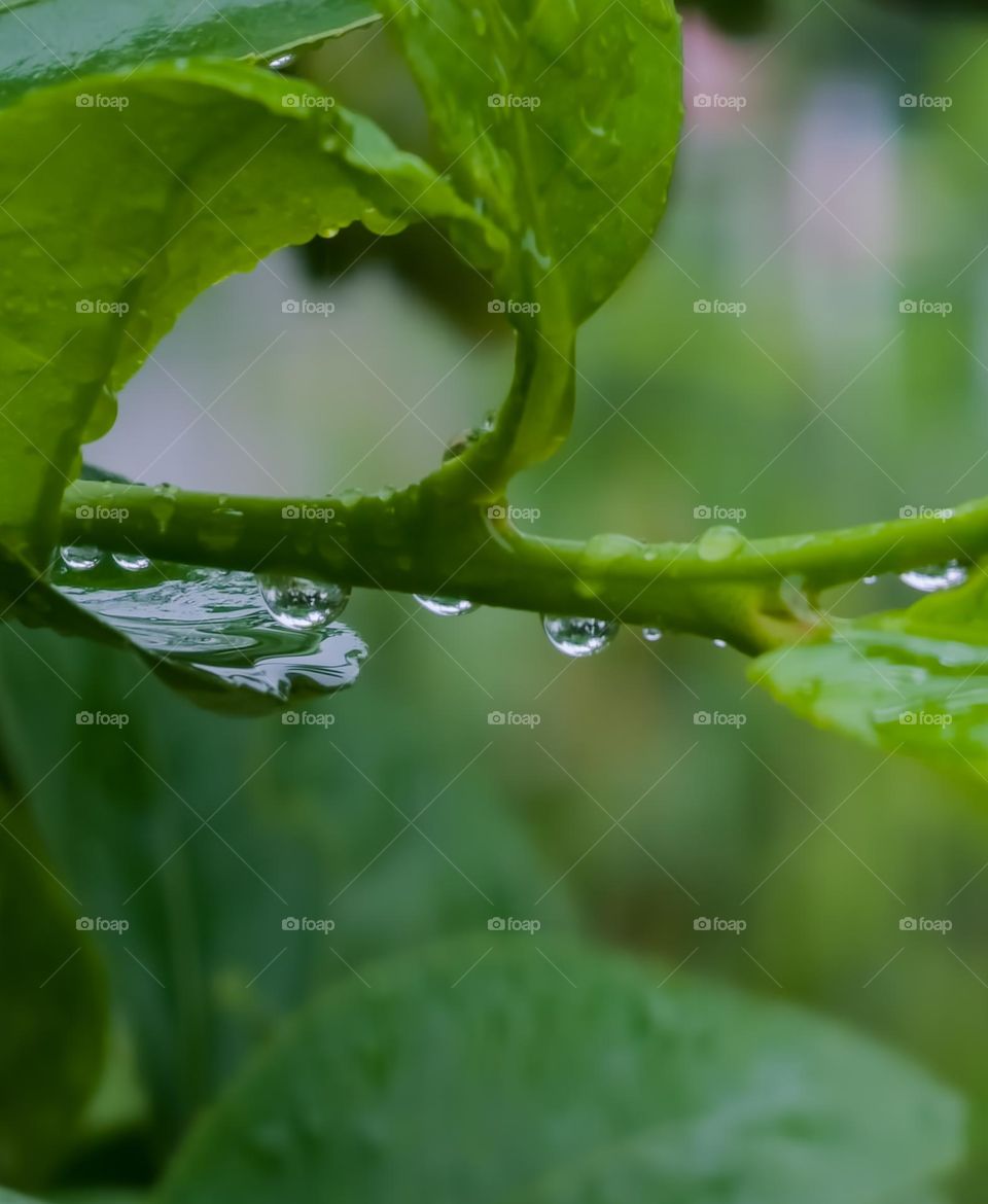 Water droplets looking like a pearl on leaf stem