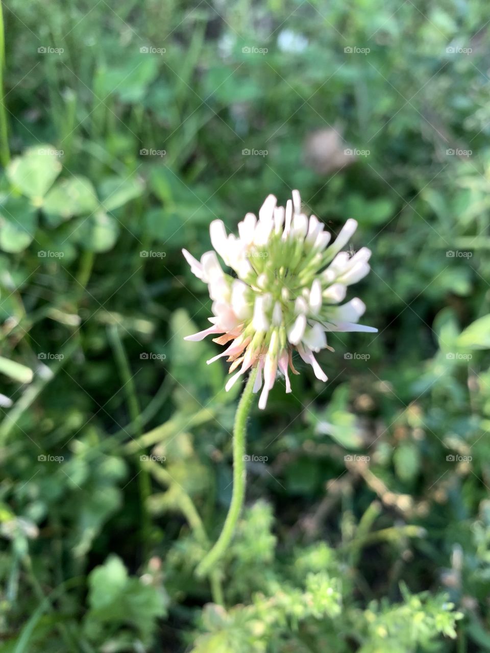 A single white clover blossom in sunlight