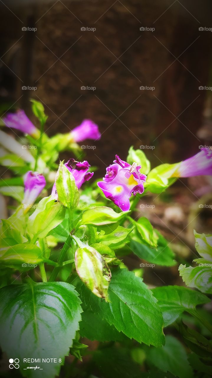 Torenia muted variety. Beautiful magenta petals with a touch of brown burns and a crispy texture. That yellow tikka really brightens up it all.