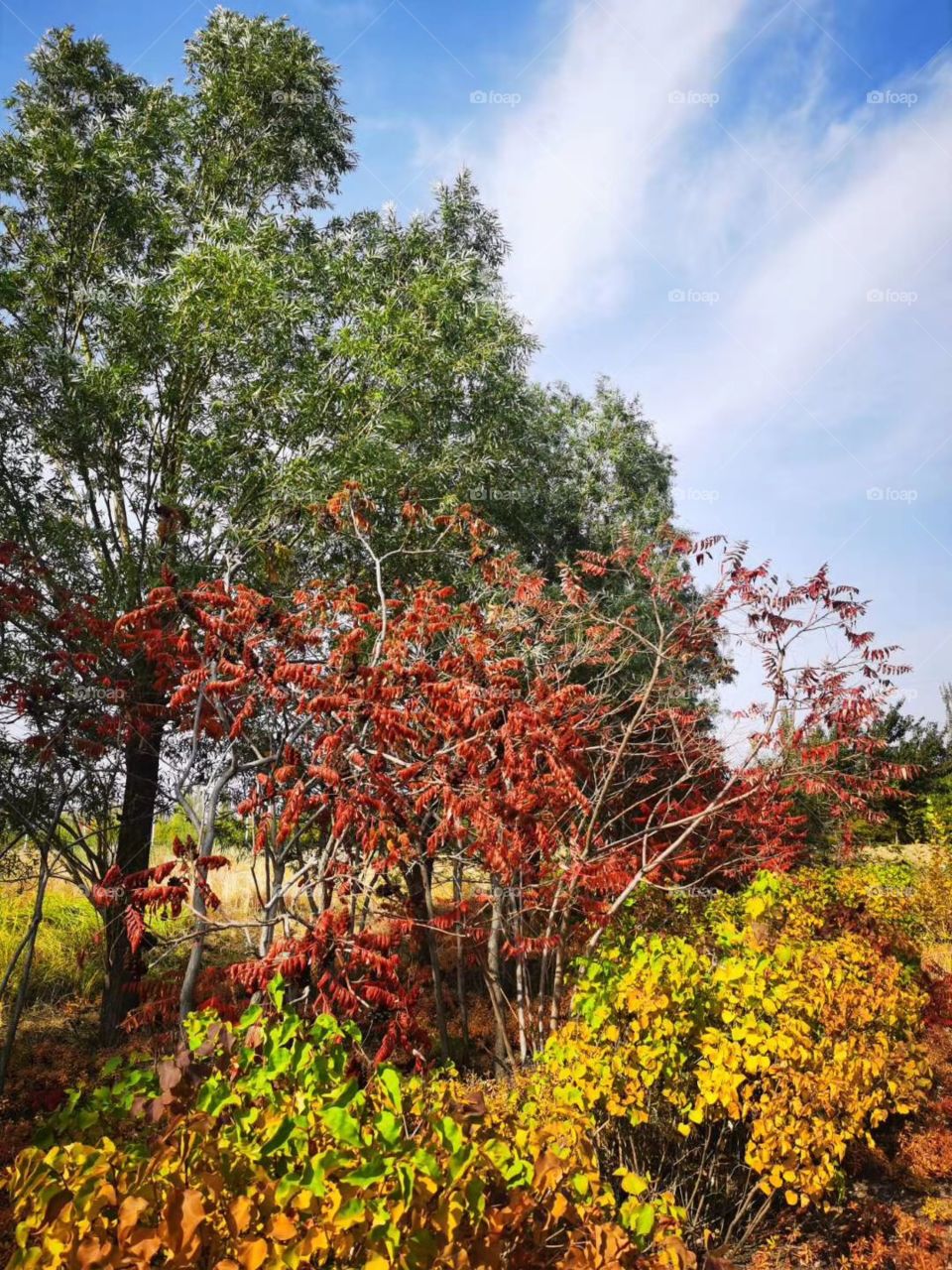 Beautiful trees and bushes 