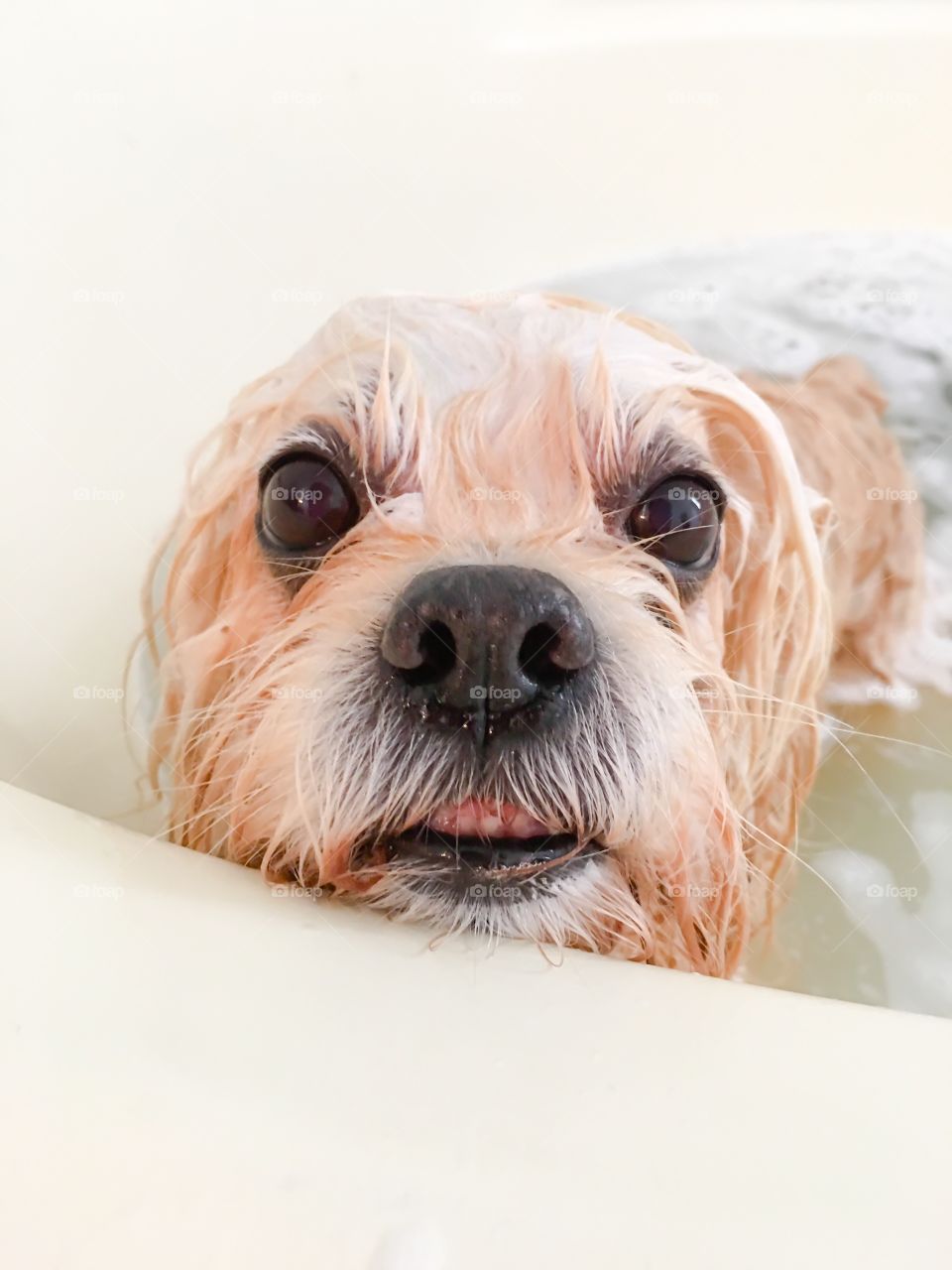 Portrait of dog in a bathtub