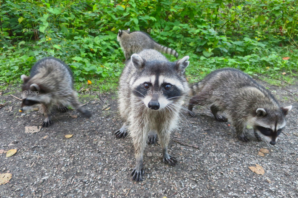 Curious mom raccoon with her babies