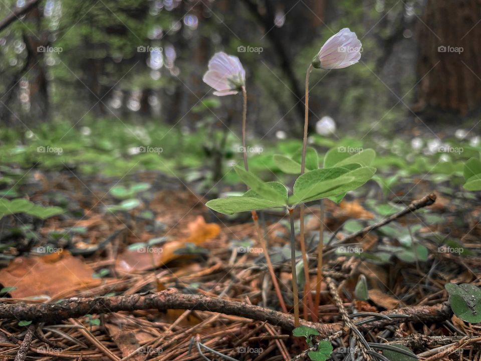 Oxalis acetosella, the wood sorrel or common wood sorrel - forest spring cover flowers