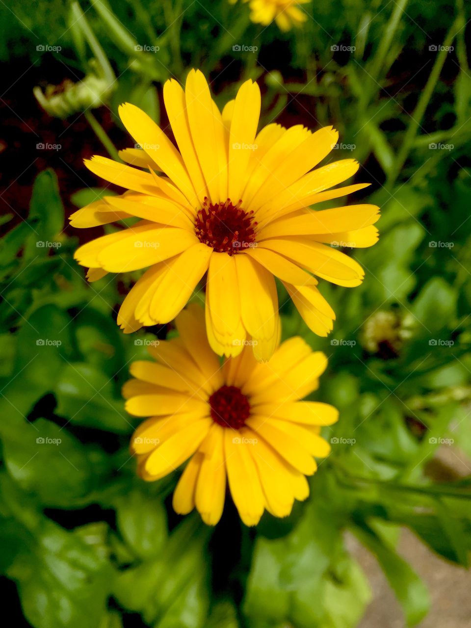 Yellow flower