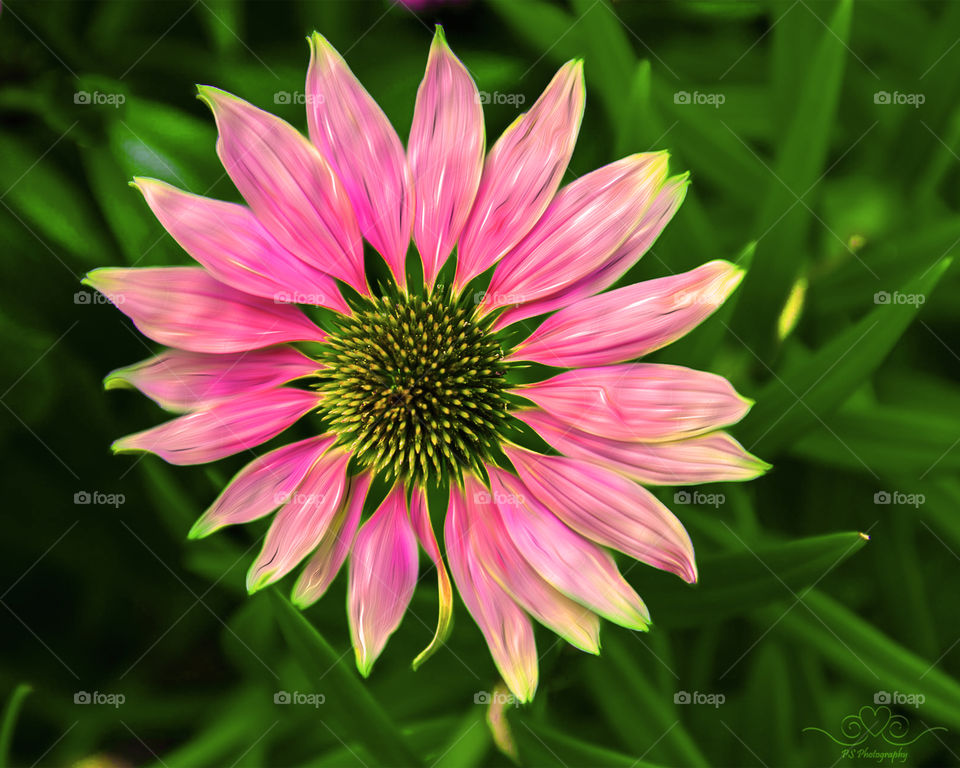 Close-up of coneflower blooming outdoor