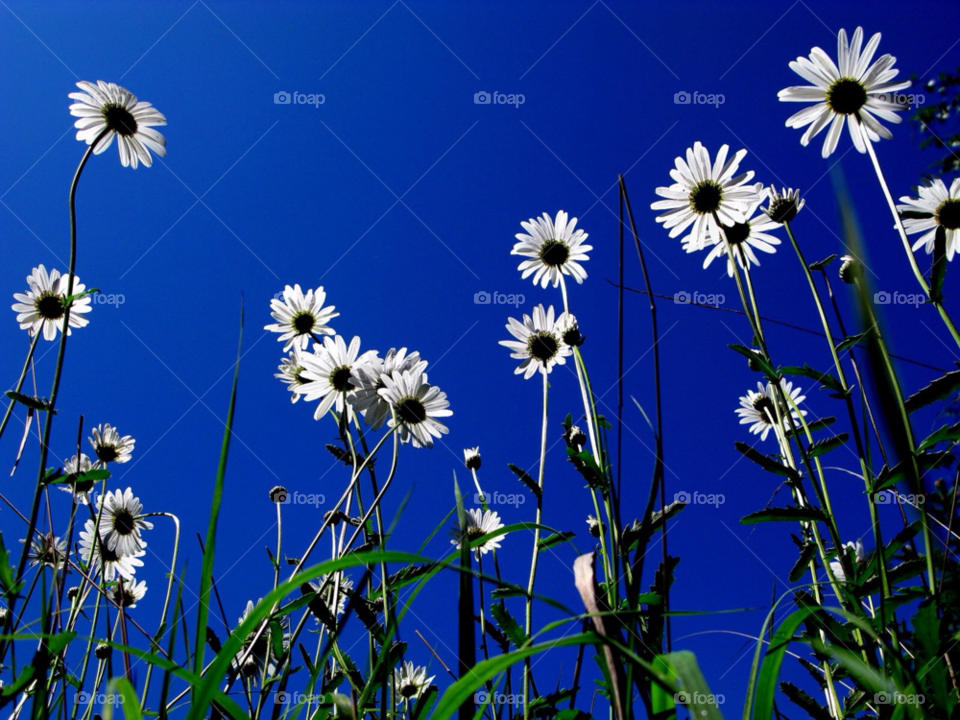 spring flowers blue sky daisy by schalock