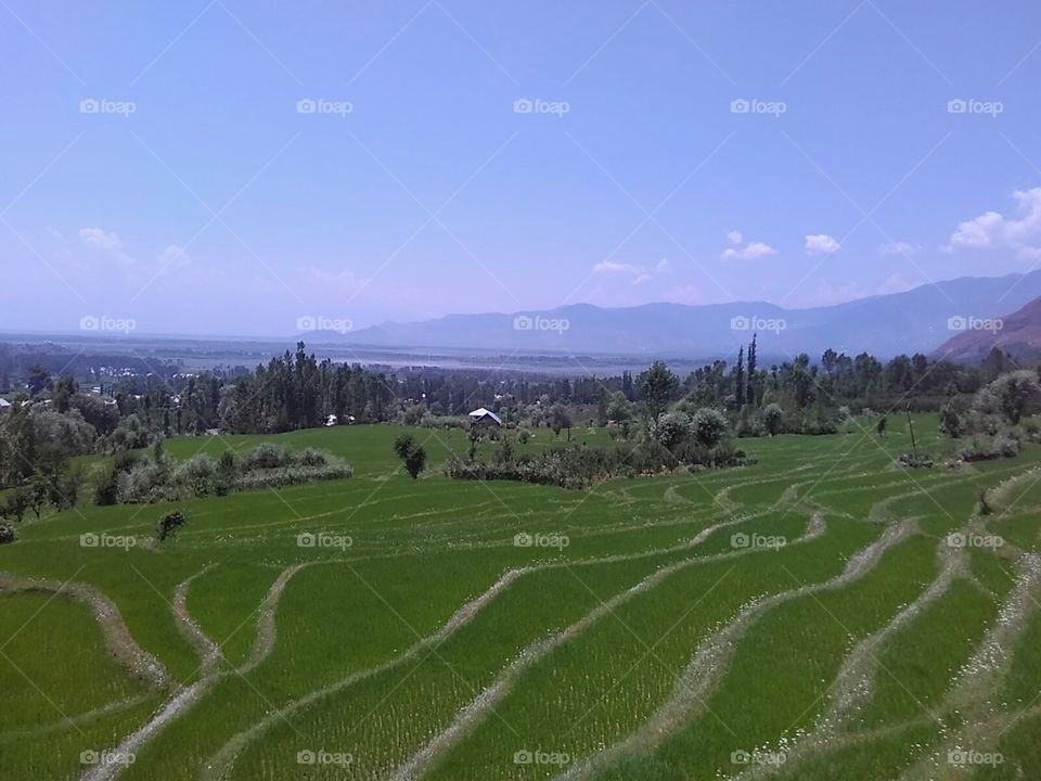 Agriculture, No Person, Landscape, Outdoors, Cropland