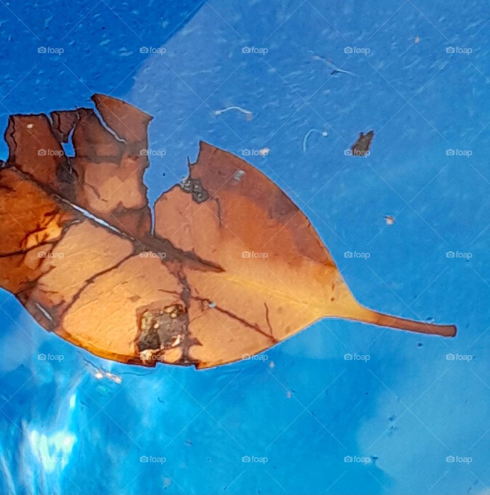 a leaf floating merilly in a cobalt blue pool glowing amber in the evening sun