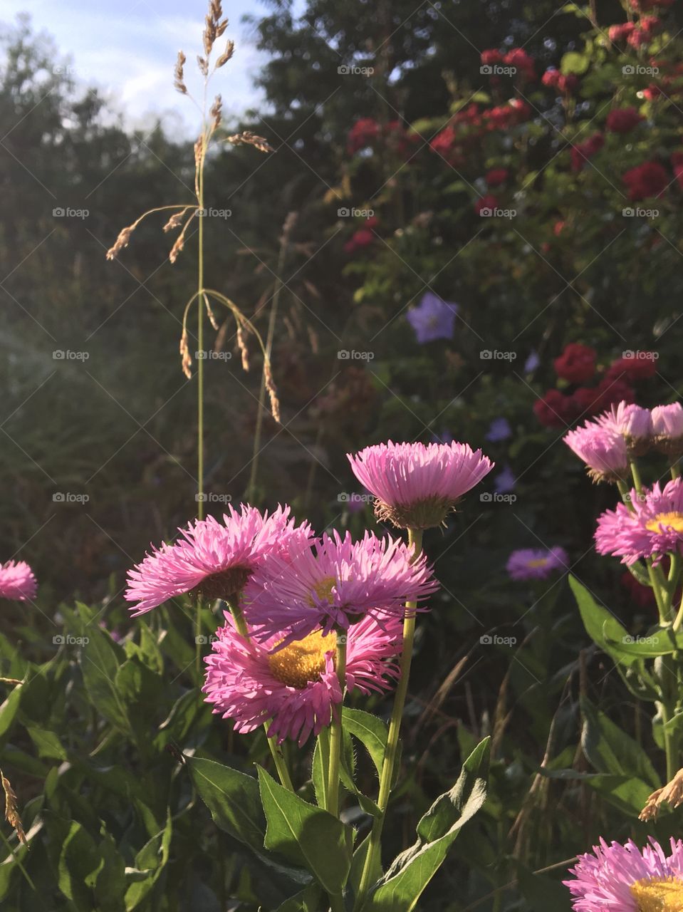 Pinky Erigeron bouquet in evening light