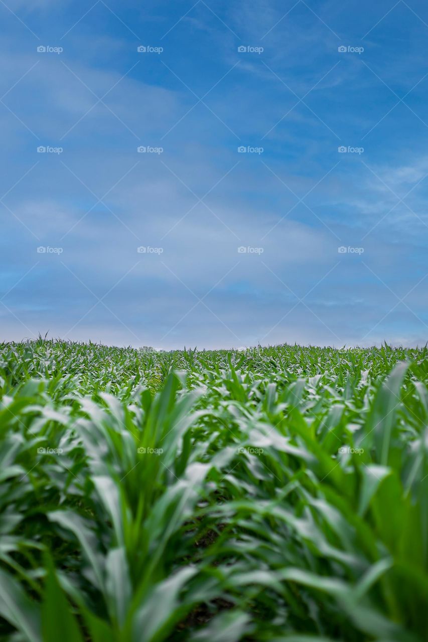 corn field background