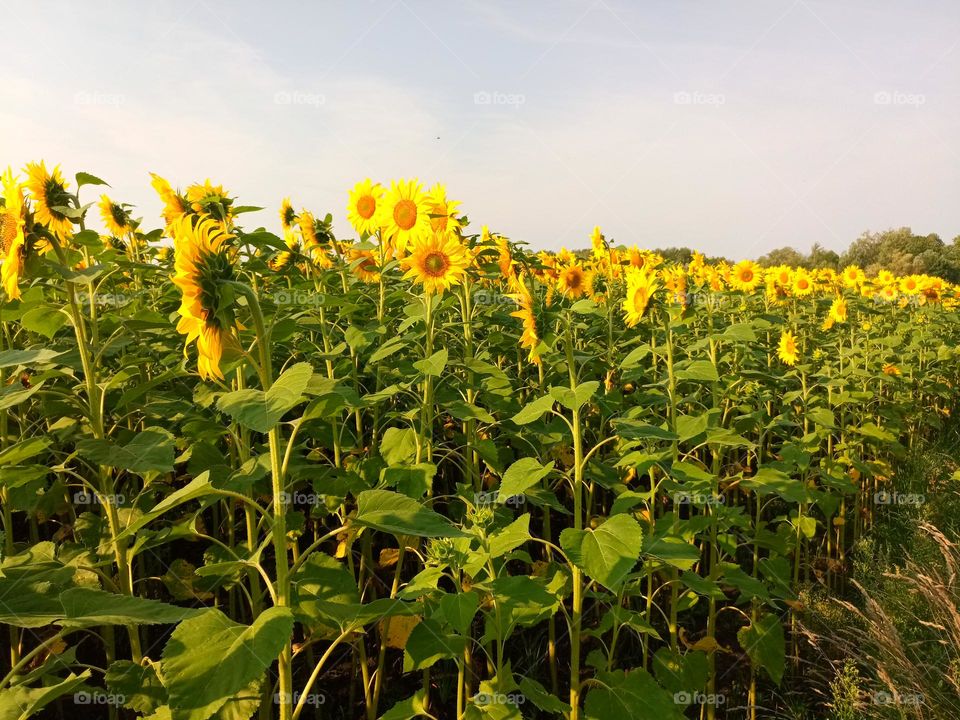 Sunflower field