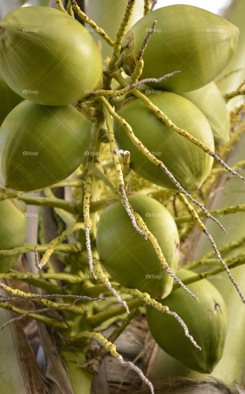 Green Coconut Plant