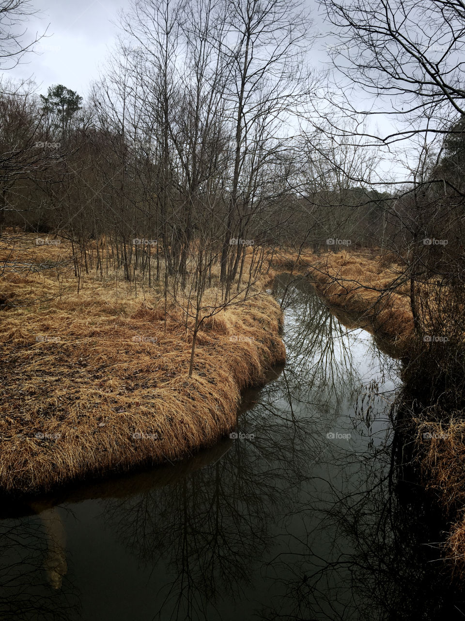 Crystal clear reflections on a tranquil creek winding through golden grass in winter’s landscape in the swamp 