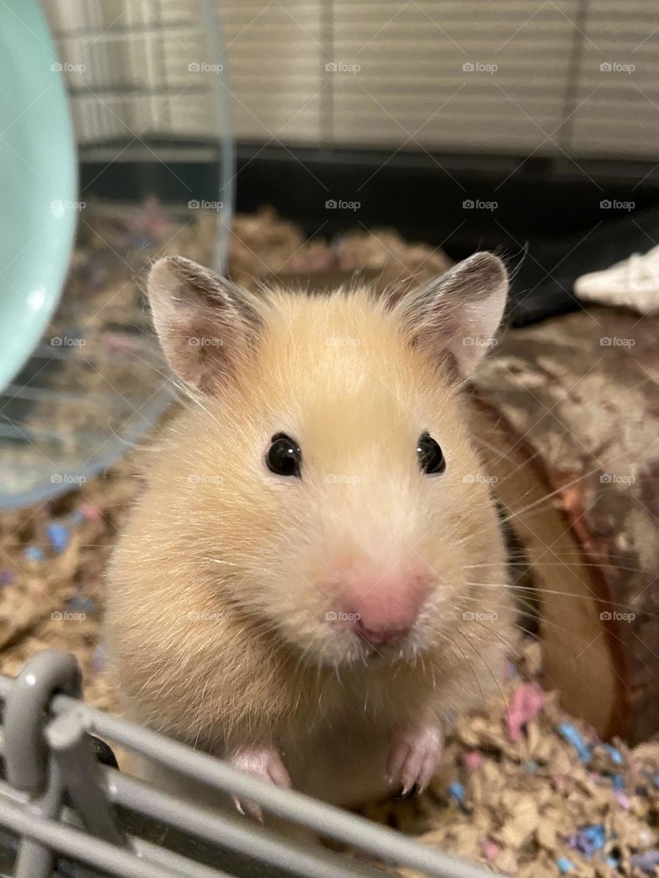 Adorable little teddy bear hamster sitting up