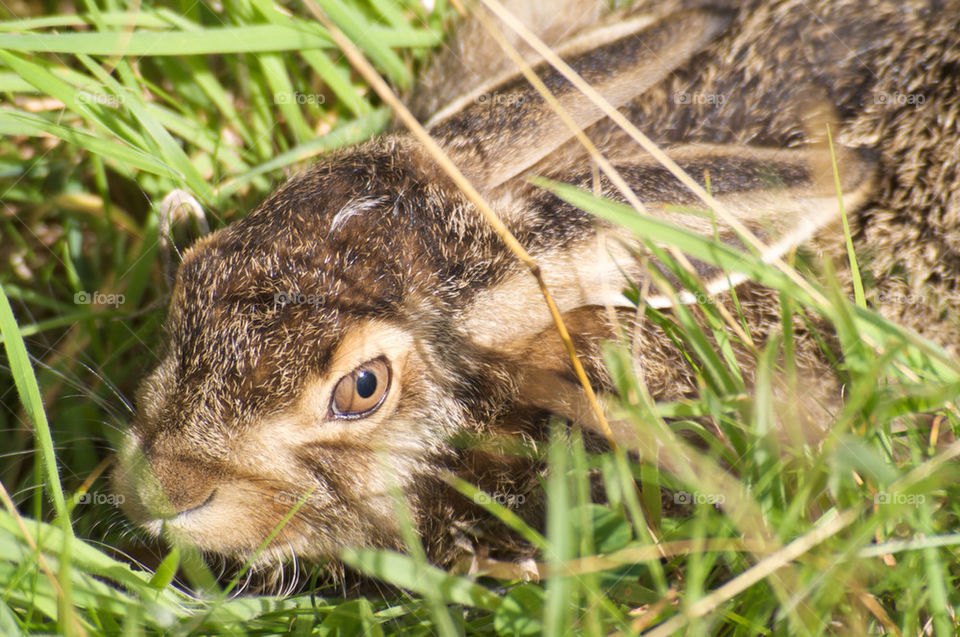 the rabbit in little by seeker