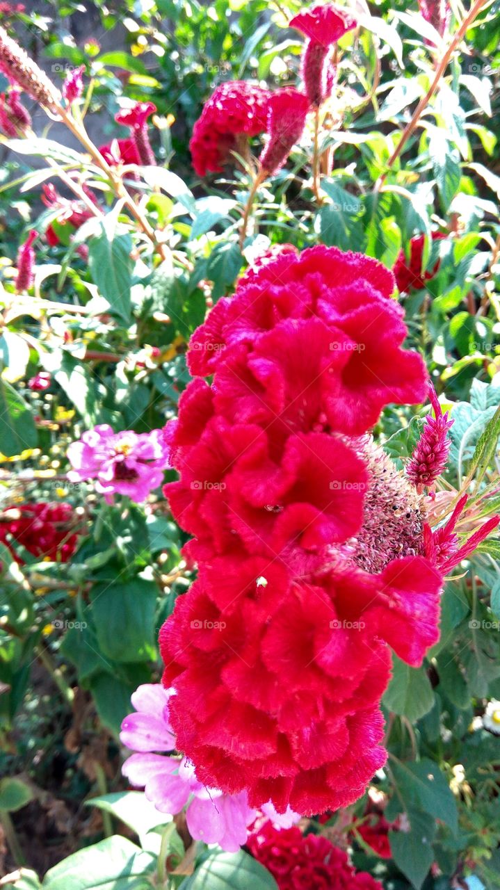 long red flowers
