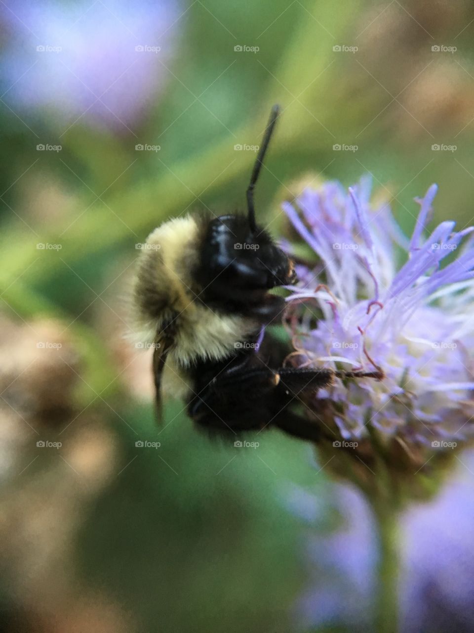 Bee 