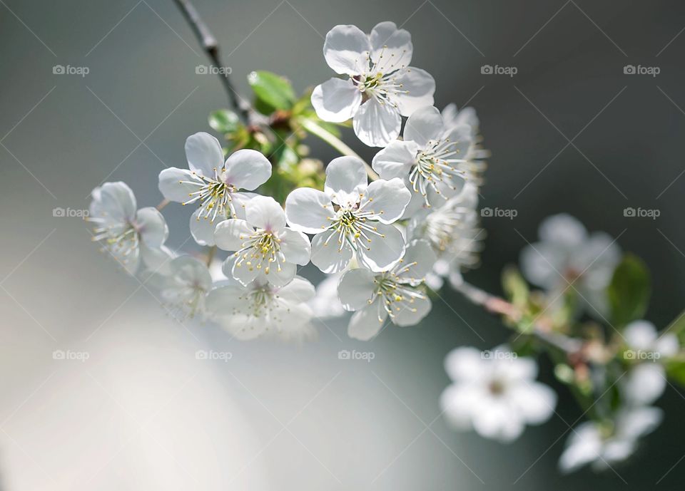 color spring, blooming trees