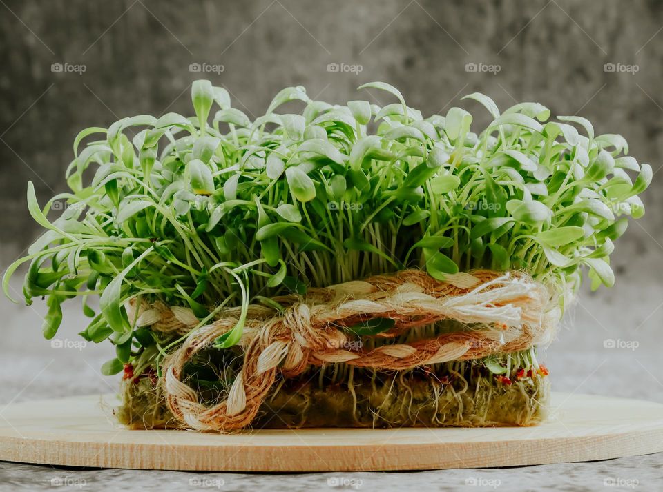 A beautiful view of sprouted microgreens tied with jute thread, standing on a wooden oval cutting board on a wooden table, bottom side view close-up.