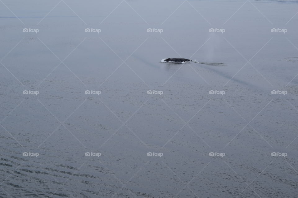 Harbor Seal Sighting