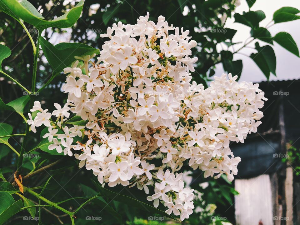 Spring flowers