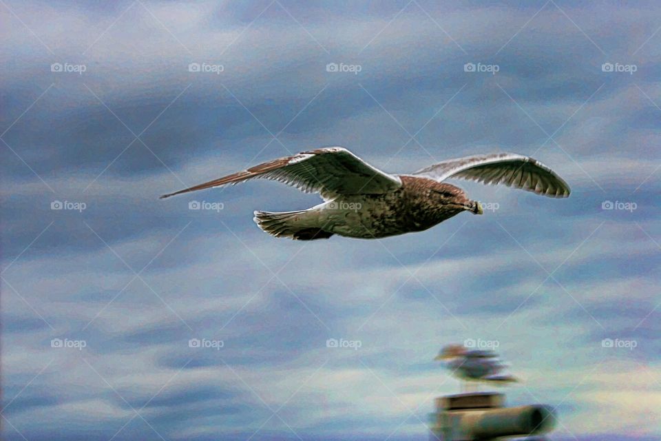 Flying With Attitude