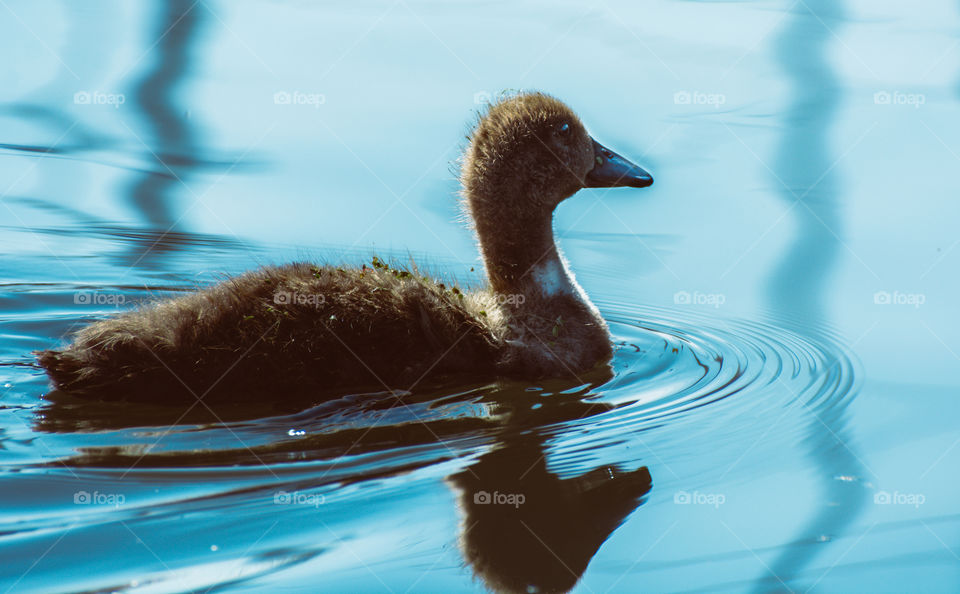 Cute little duck swimming