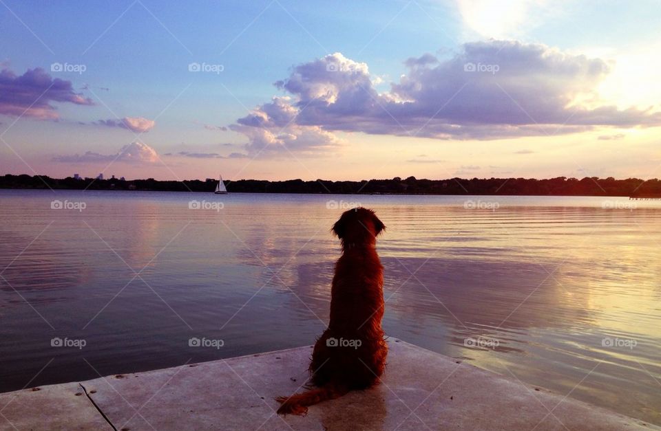 Dog on the dock at summer dusk