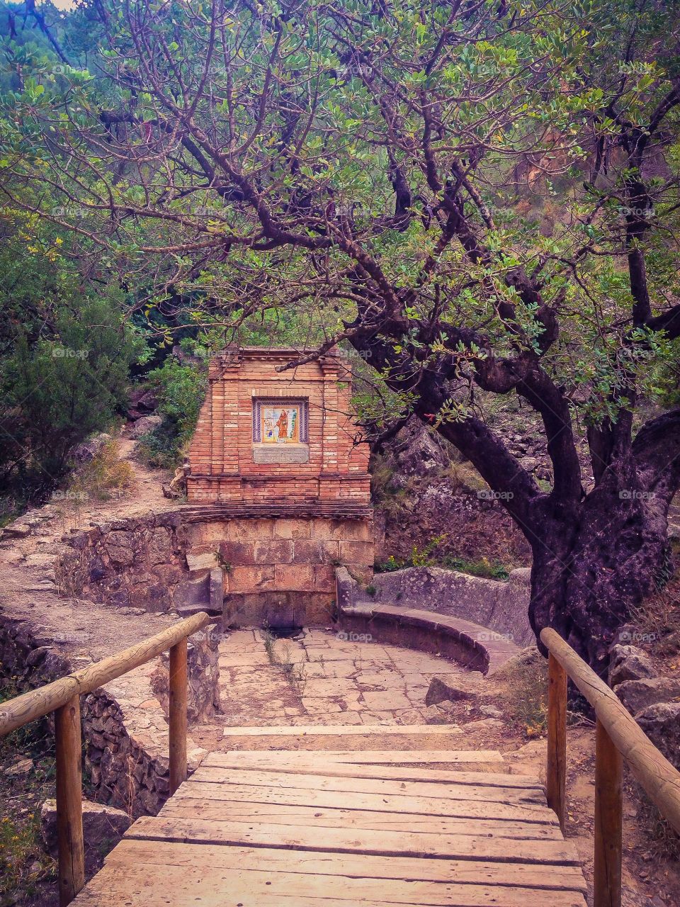 Tree and wooden bridge in spain