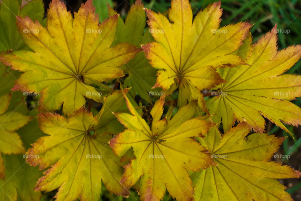 Yellow leaves