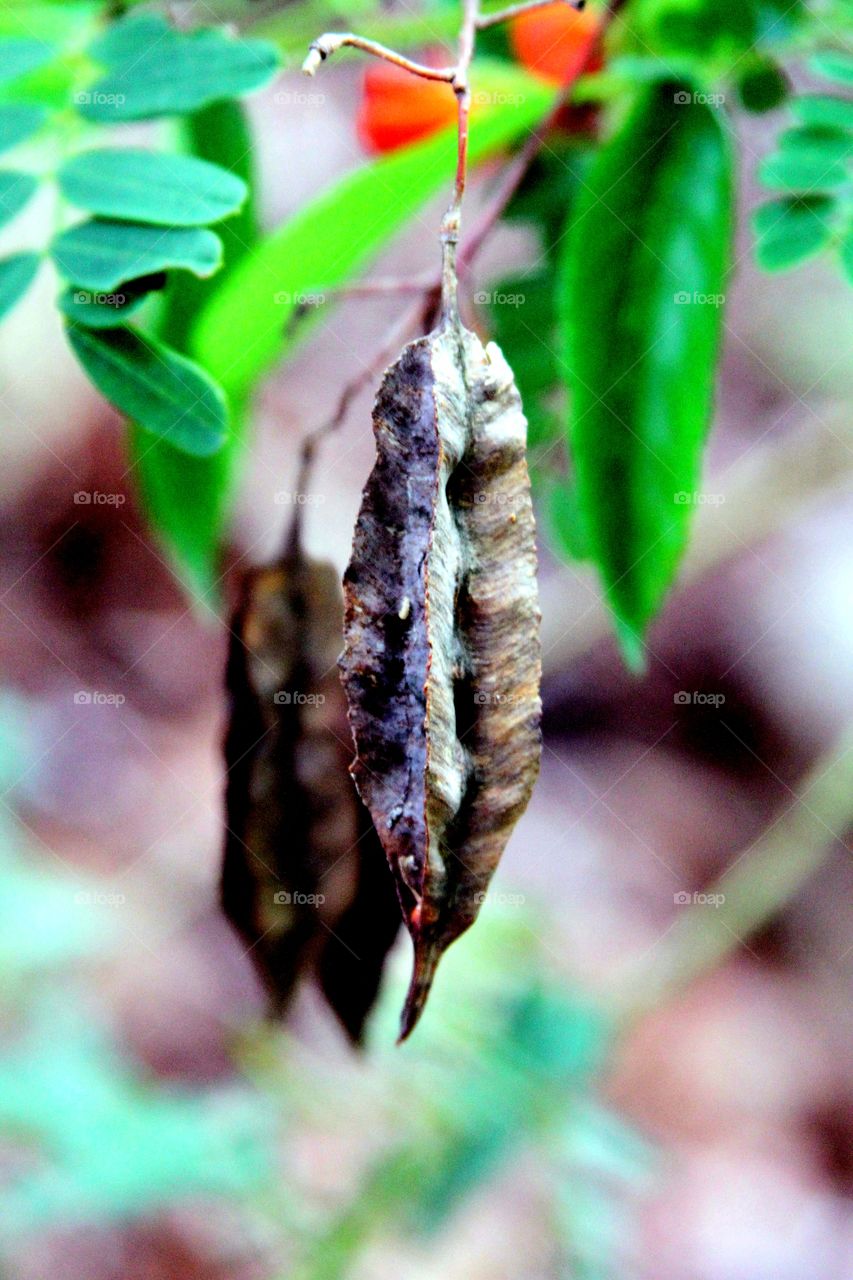 closeup of seeds.