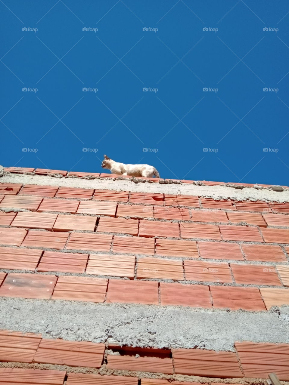 Gata caminhando em cima do muro