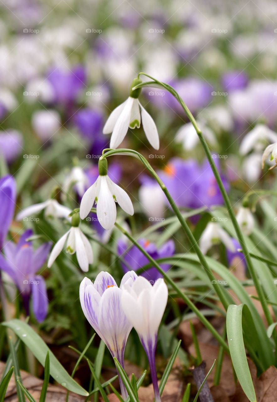 Close-up of flowers