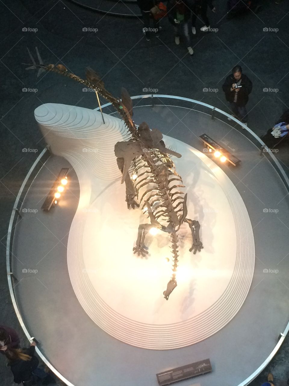 Stegosaurus at British Natural History Museum