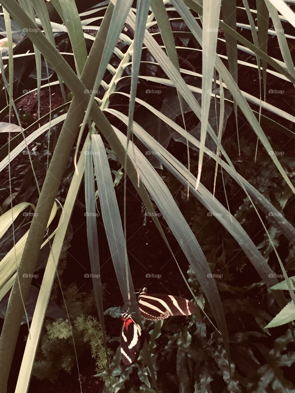 Faded beauty, darker tone, Photography, Hang out with me, Let’s Hang out, Winged Fair Weather Friends, 2 hearts, Different colors, different sizes. Small, Large, orange and black and white, yellow and black and white.