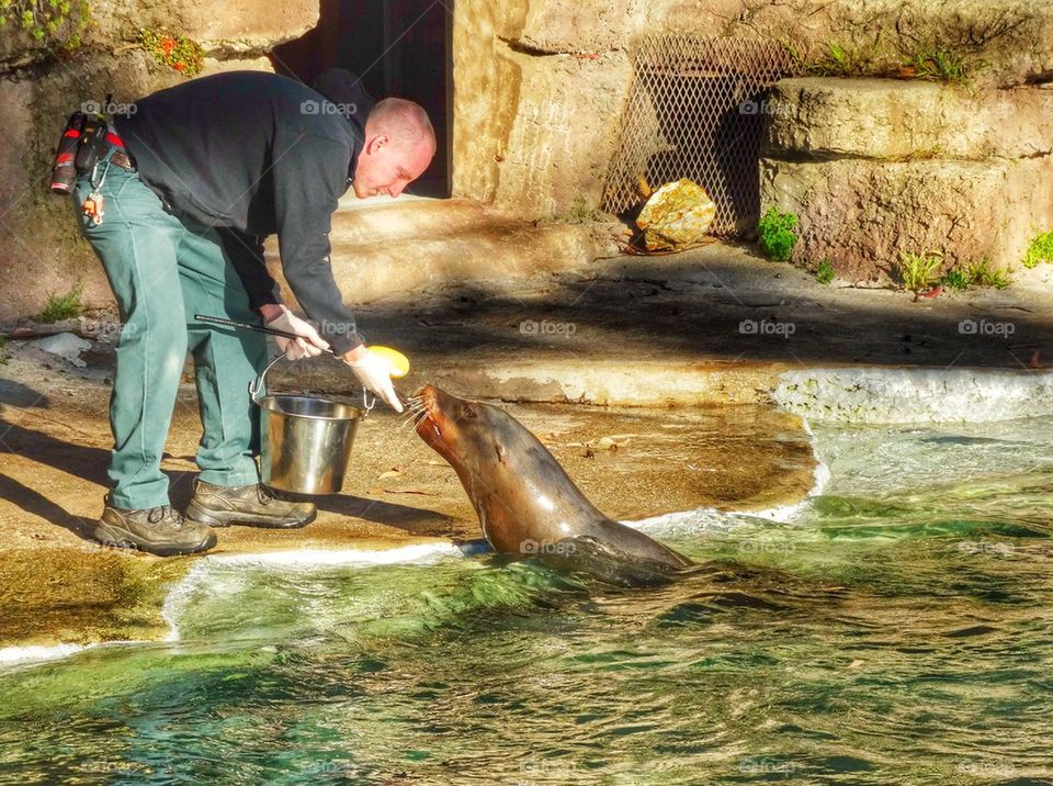 Zookeeper Feeding A Sea Lion. Zookeeper At Work